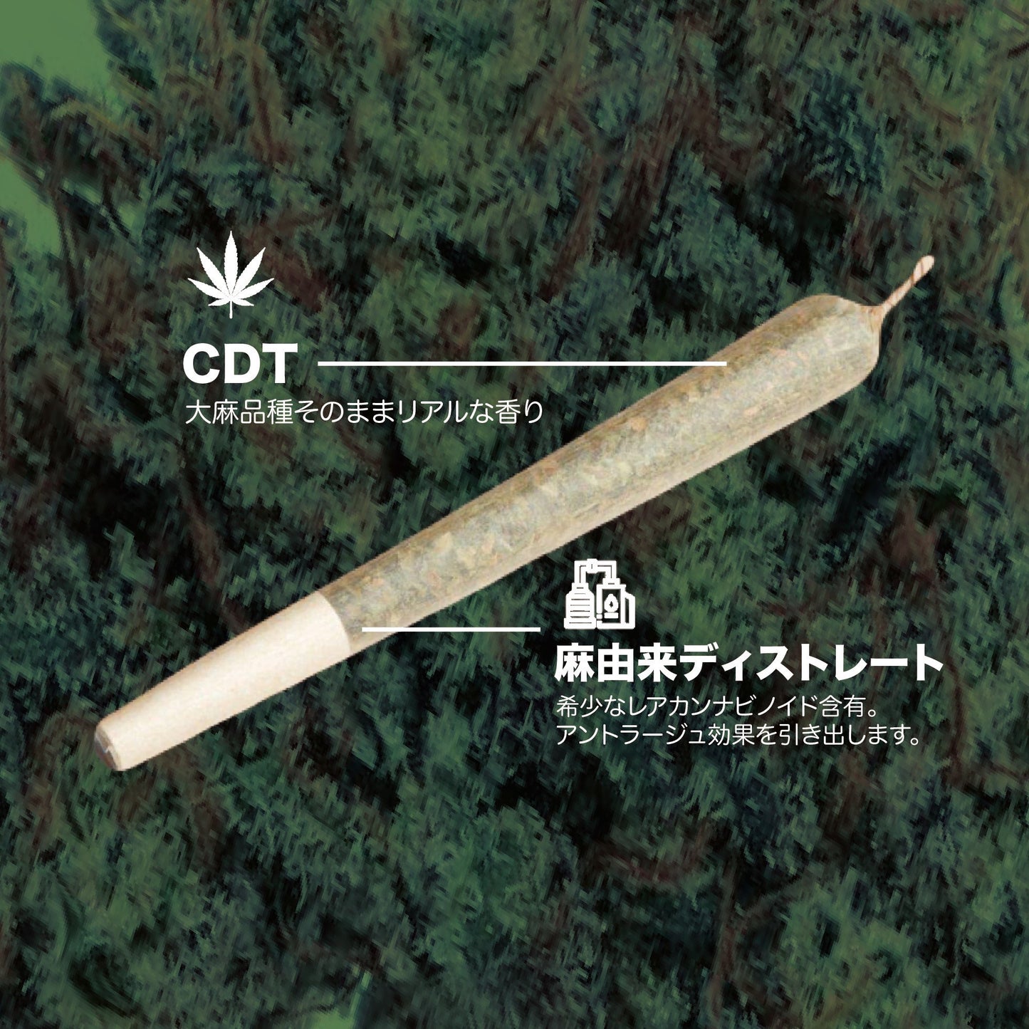 CBNハーブ - オージークッシュ 3.5g