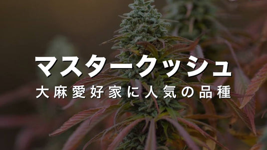 マスタークッシュ：大麻愛好家に人気の品種